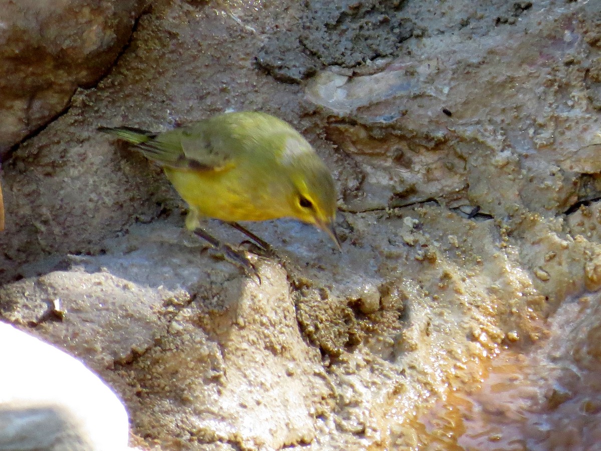 Orange-crowned Warbler - ML643189906