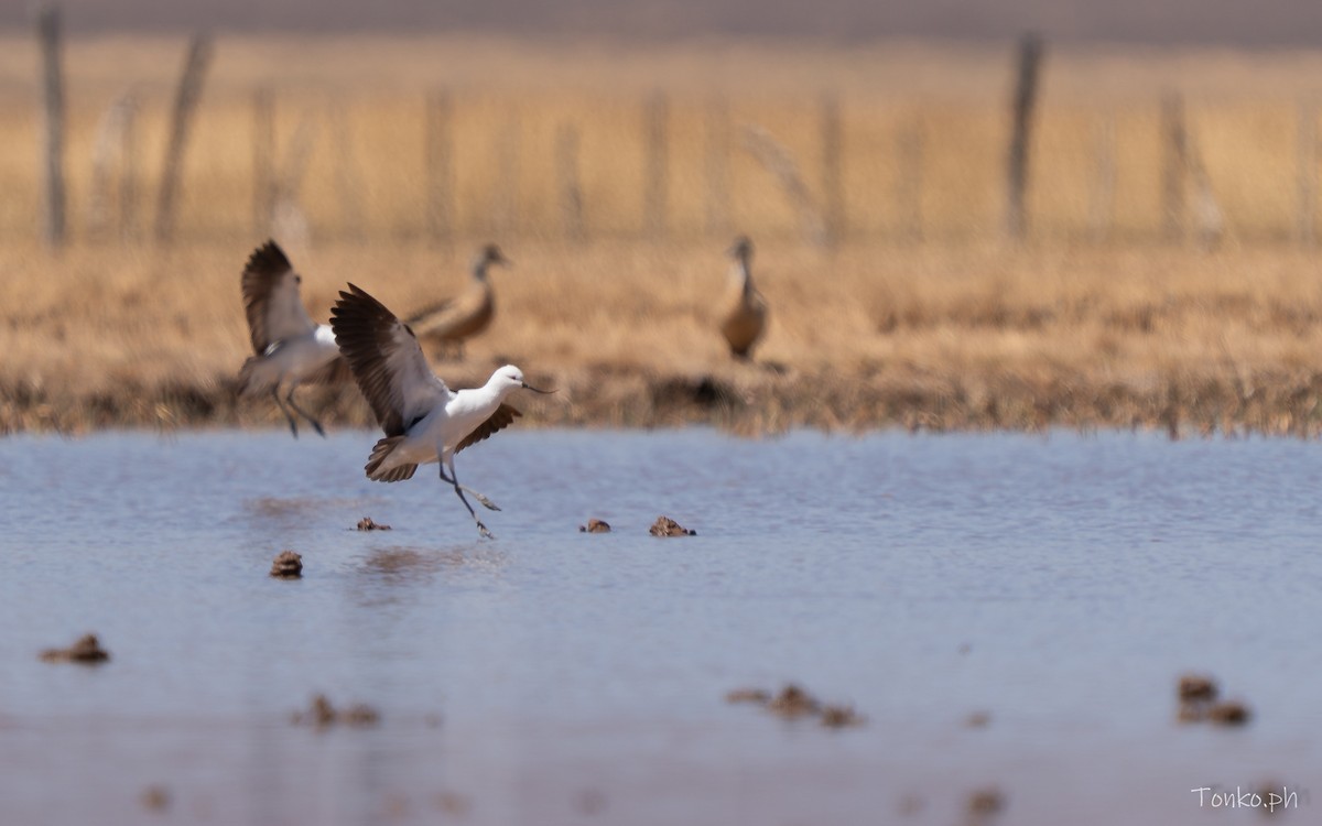 Чоботар гірський - ML643189923