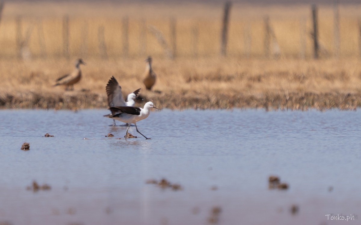 Чоботар гірський - ML643189924