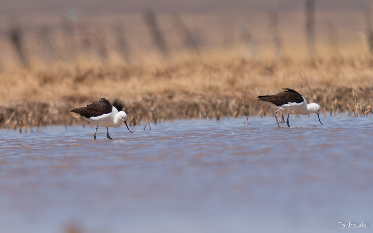 Чоботар гірський - ML643189925