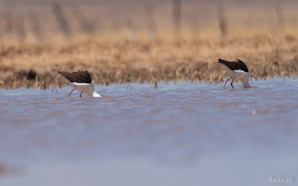 Чоботар гірський - ML643189926