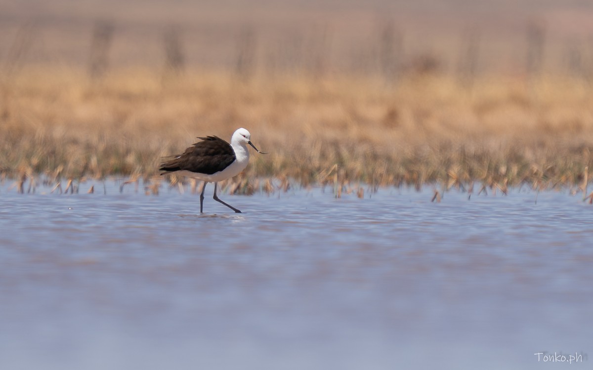 Чоботар гірський - ML643189927