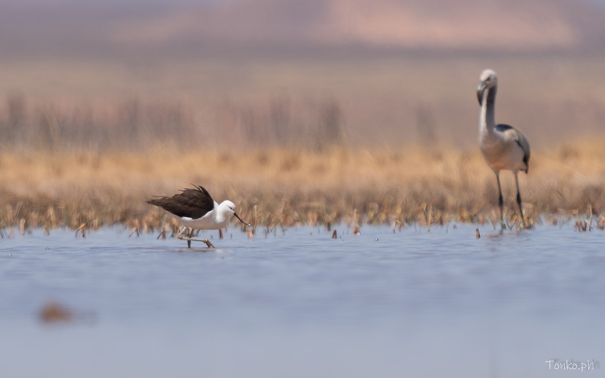 Чоботар гірський - ML643189928