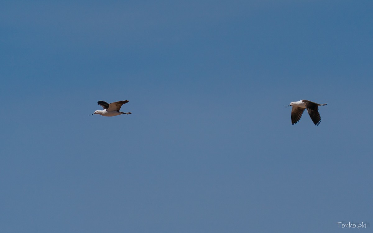 Чоботар гірський - ML643189929