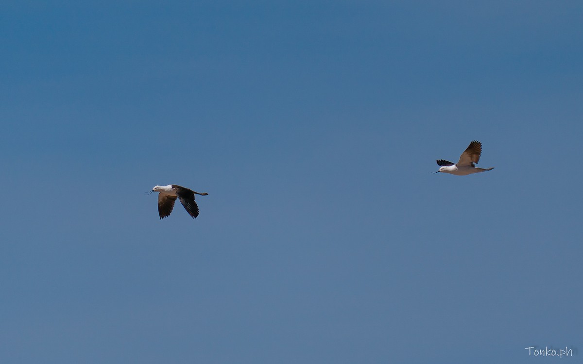 Чоботар гірський - ML643189930