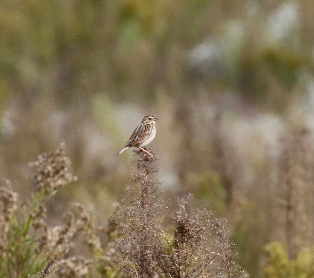 Savannah Sparrow - ML643189958