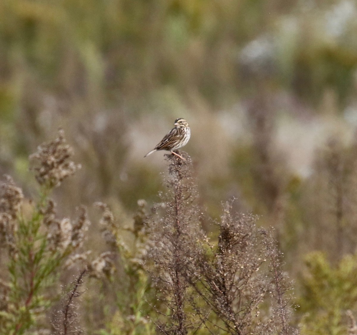 Savannah Sparrow - ML643189960