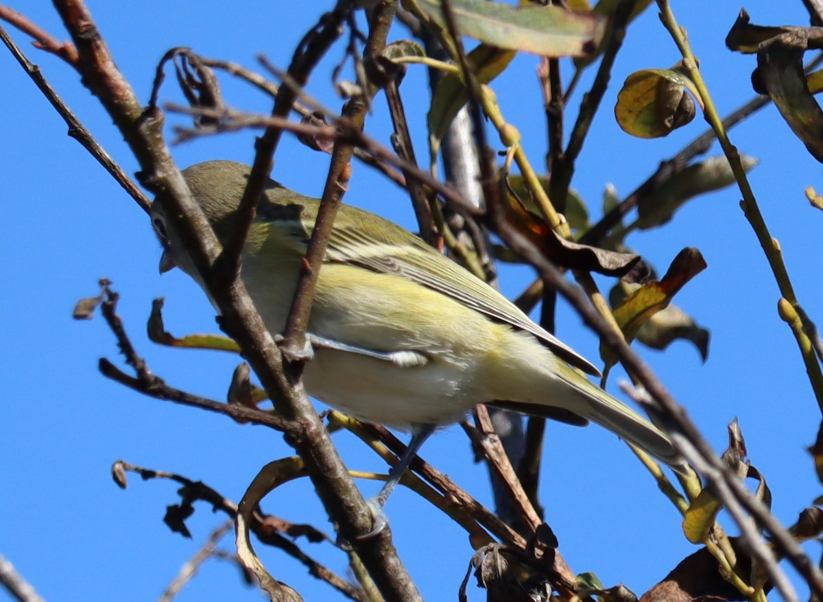 Vireo de Cassin - ML643189964