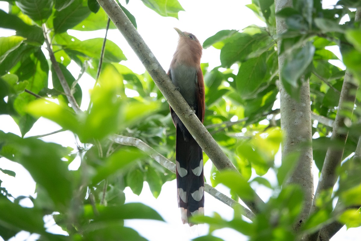 Squirrel Cuckoo - ML643189992