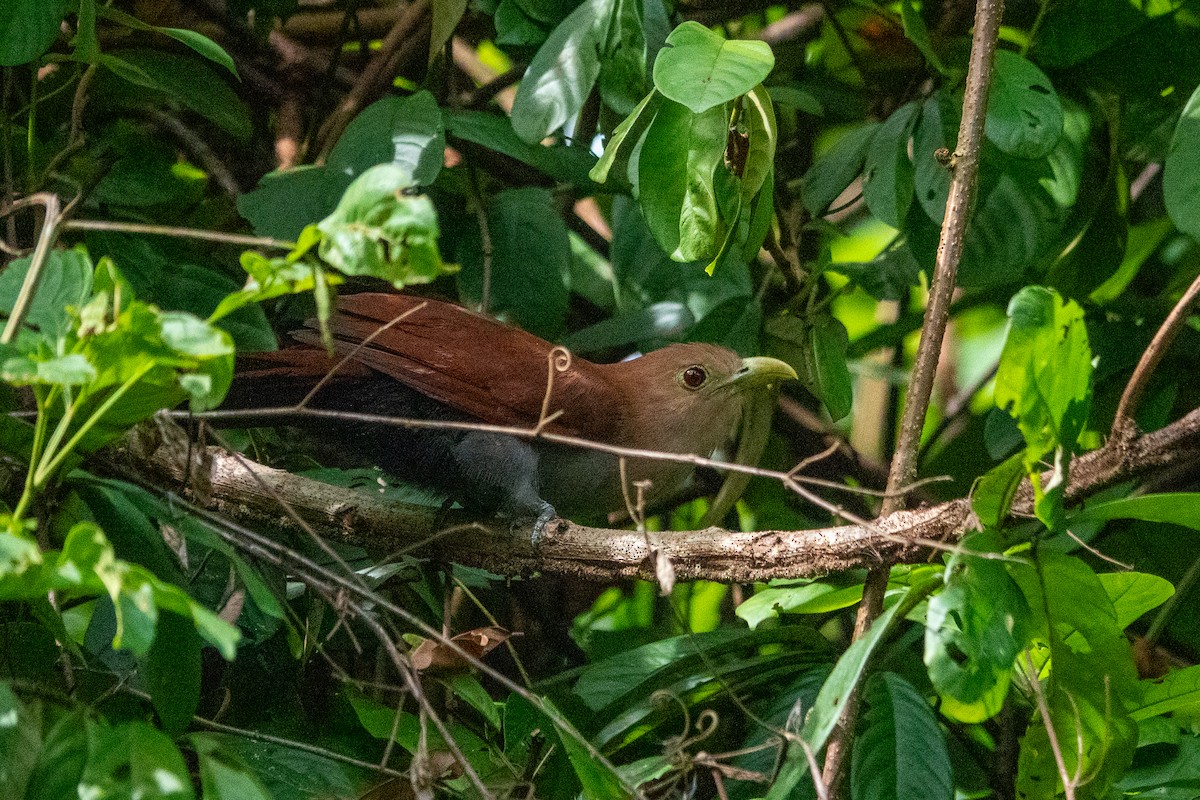 Squirrel Cuckoo - ML643189993