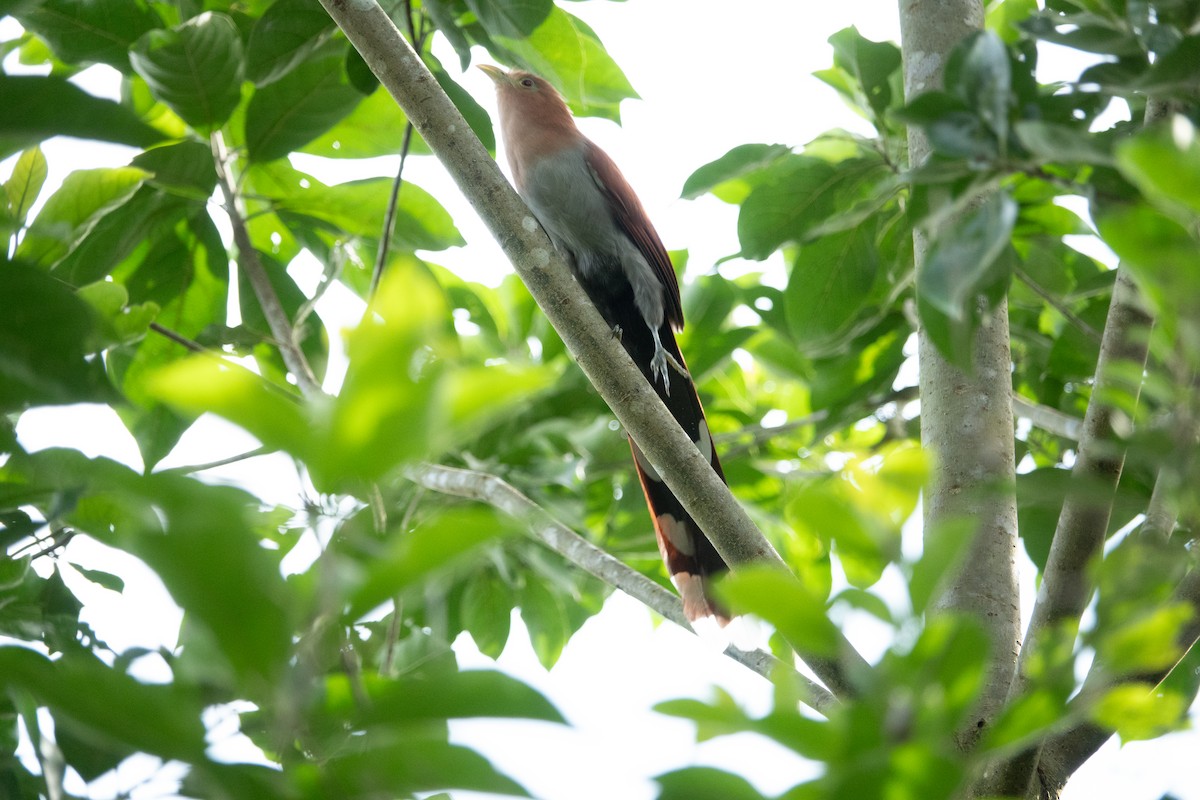 Squirrel Cuckoo - ML643189994