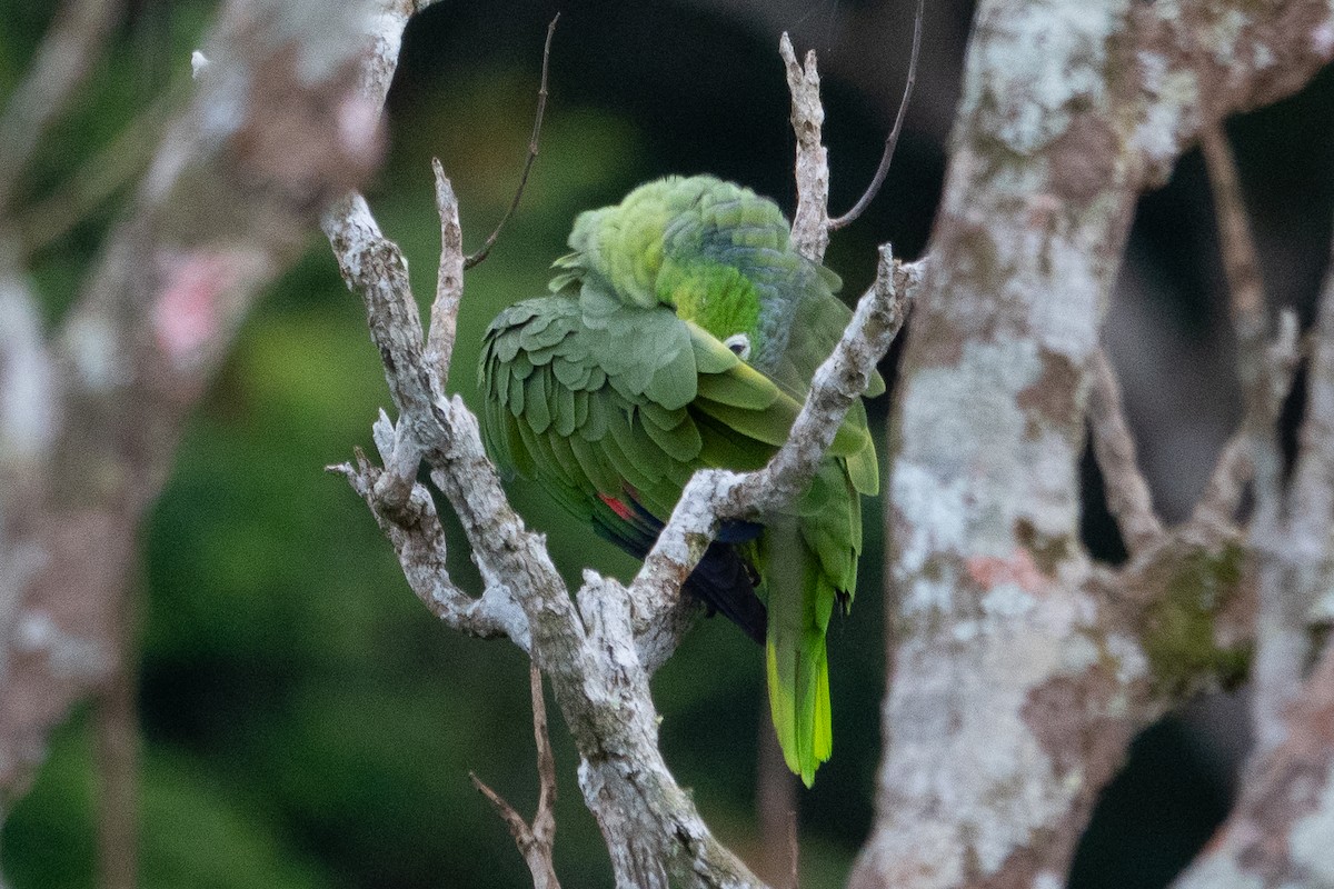 Red-lored Amazon - ML643189998