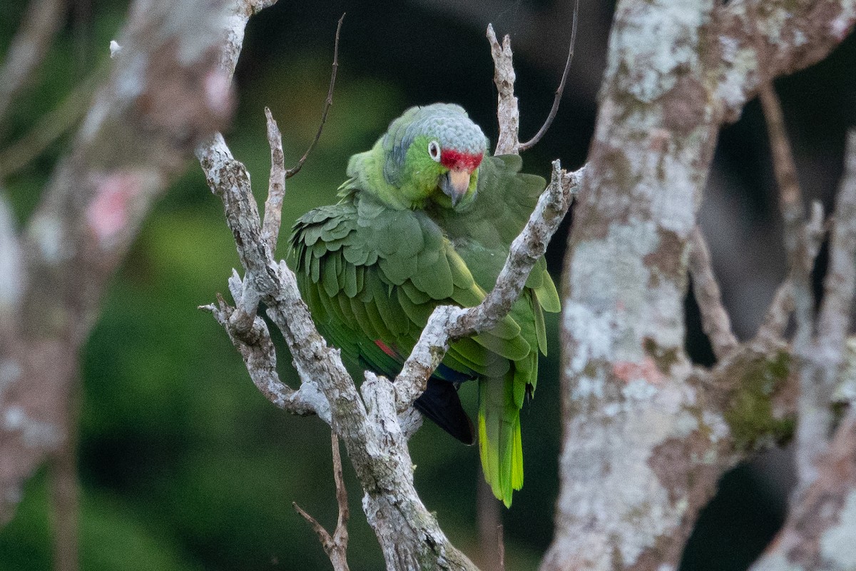 Red-lored Amazon - ML643189999