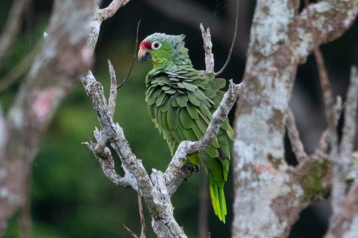 Red-lored Amazon - ML643190000