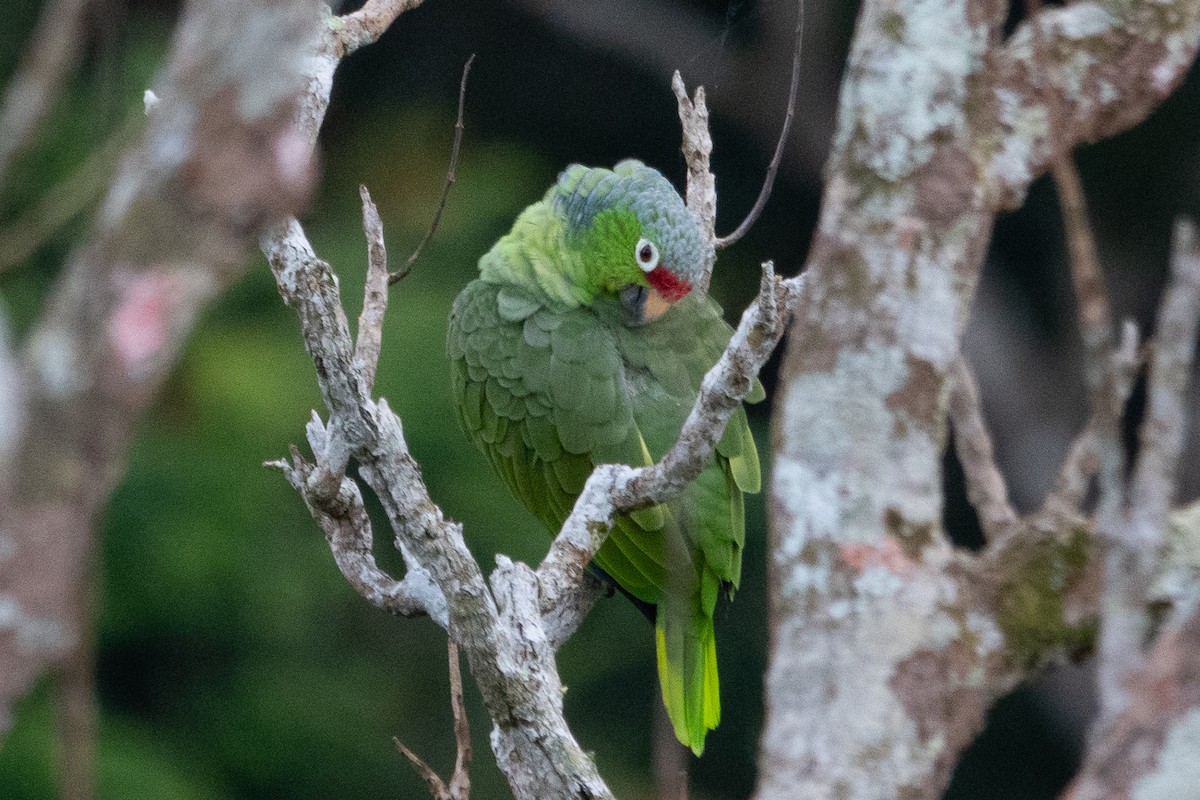 Red-lored Amazon - ML643190001
