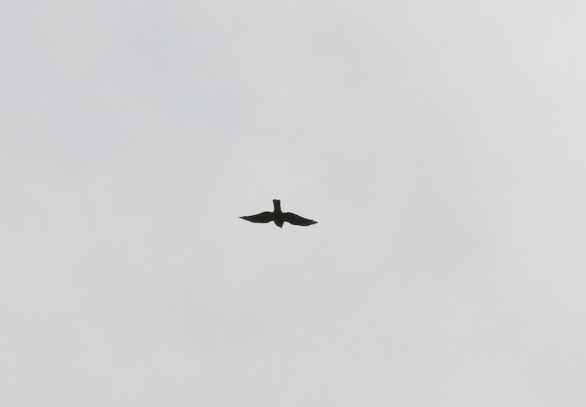 hawk sp. - ML643190043