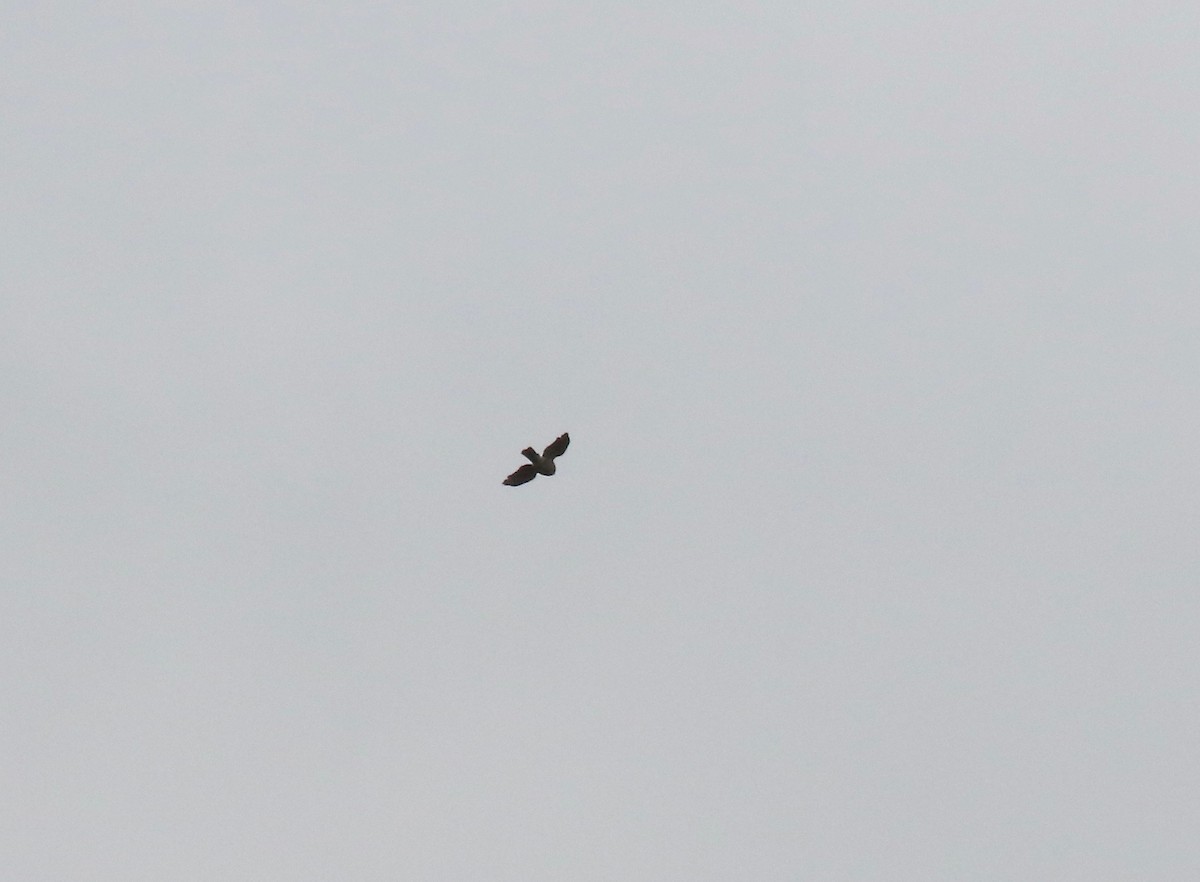 hawk sp. - ML643190044