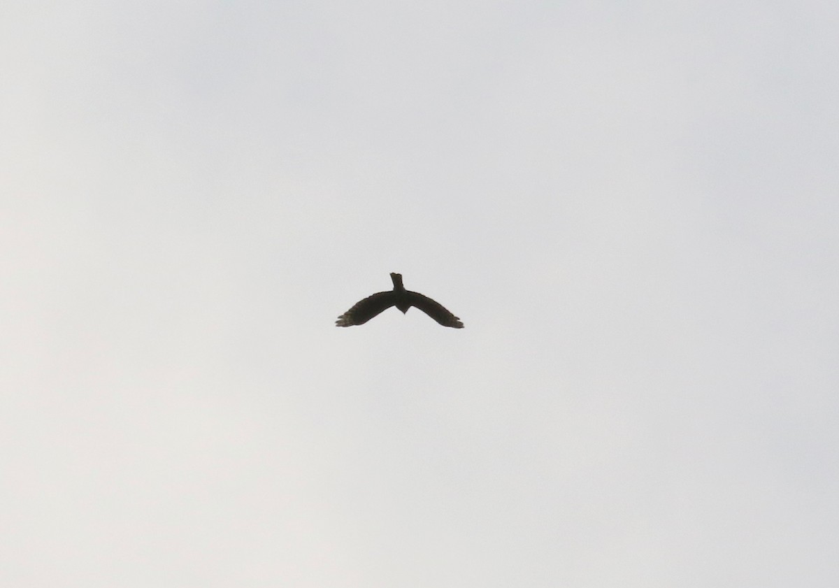 hawk sp. - ML643190045