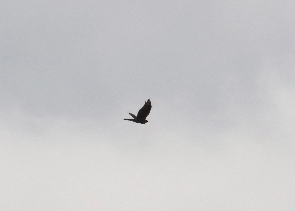 hawk sp. - ML643190046
