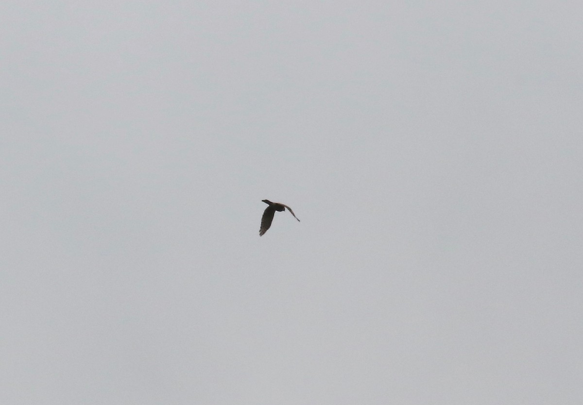 hawk sp. - ML643190047