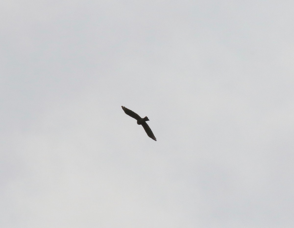 hawk sp. - ML643190048