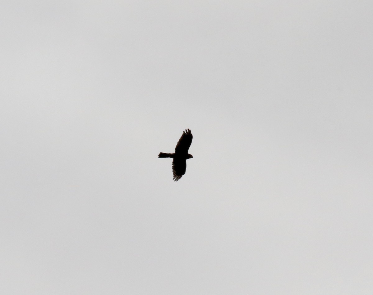 hawk sp. - ML643190049