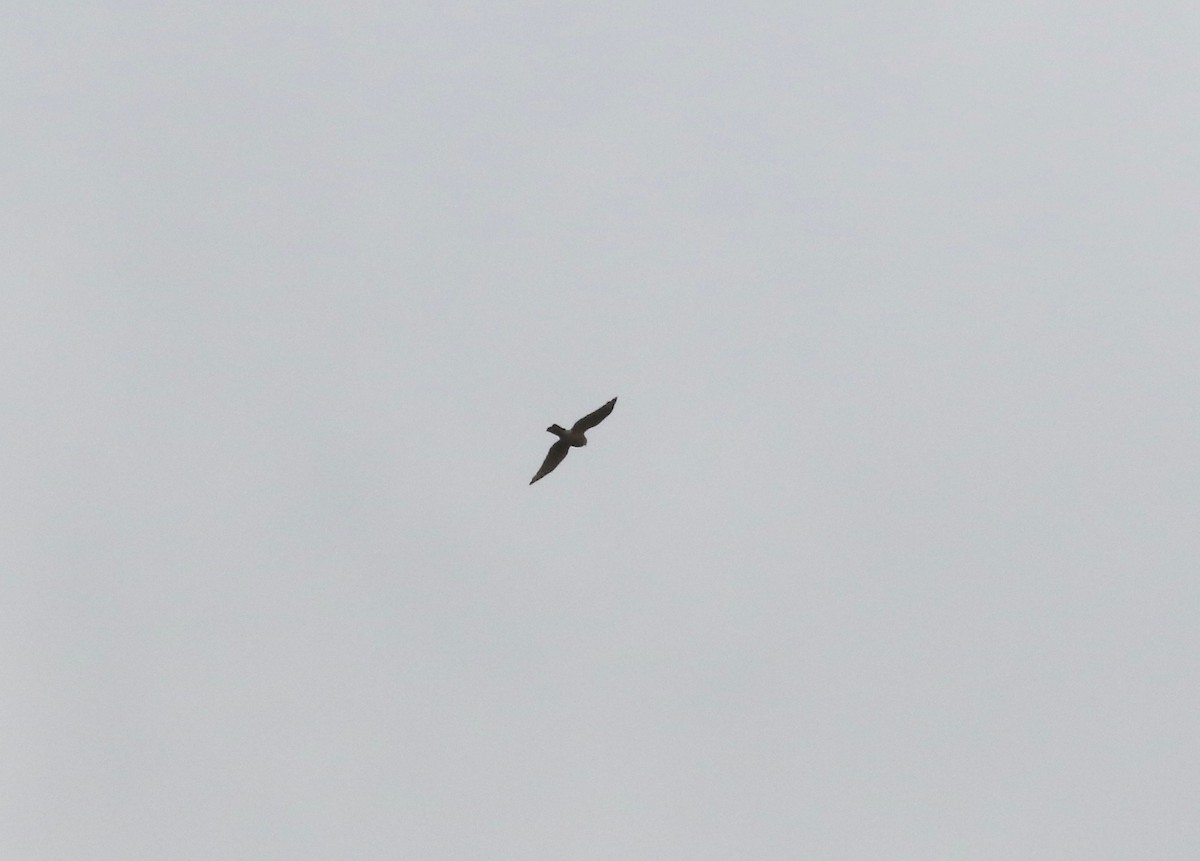 hawk sp. - ML643190050