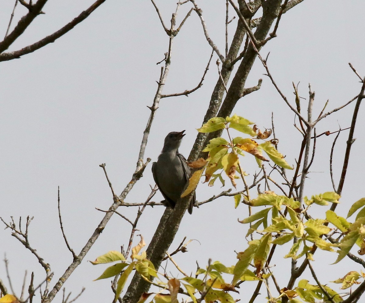 Gray Catbird - ML643190074