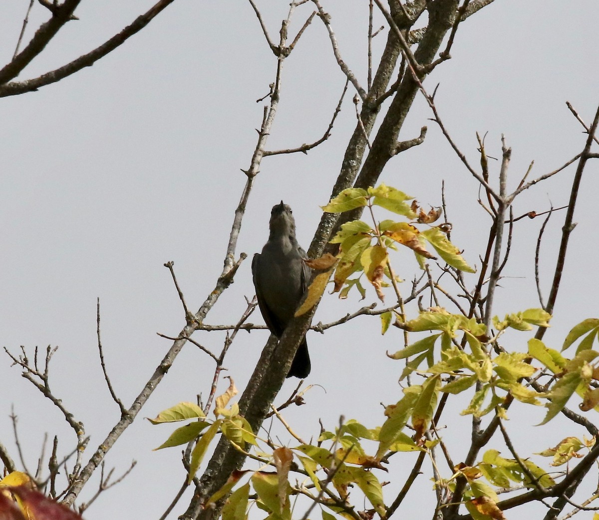 Gray Catbird - ML643190075