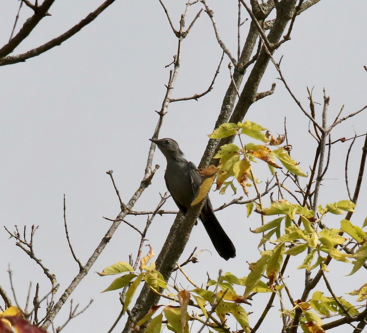 Gray Catbird - ML643190076