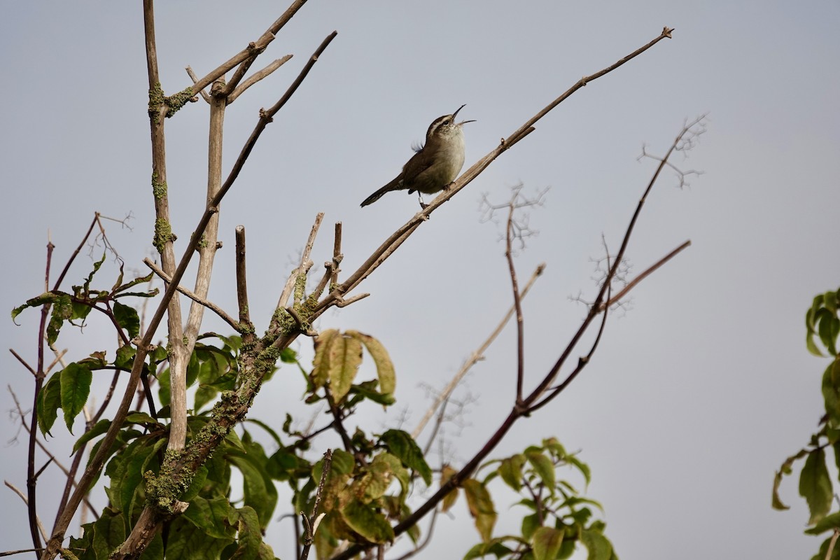 Troglodyte de Bewick - ML643190085
