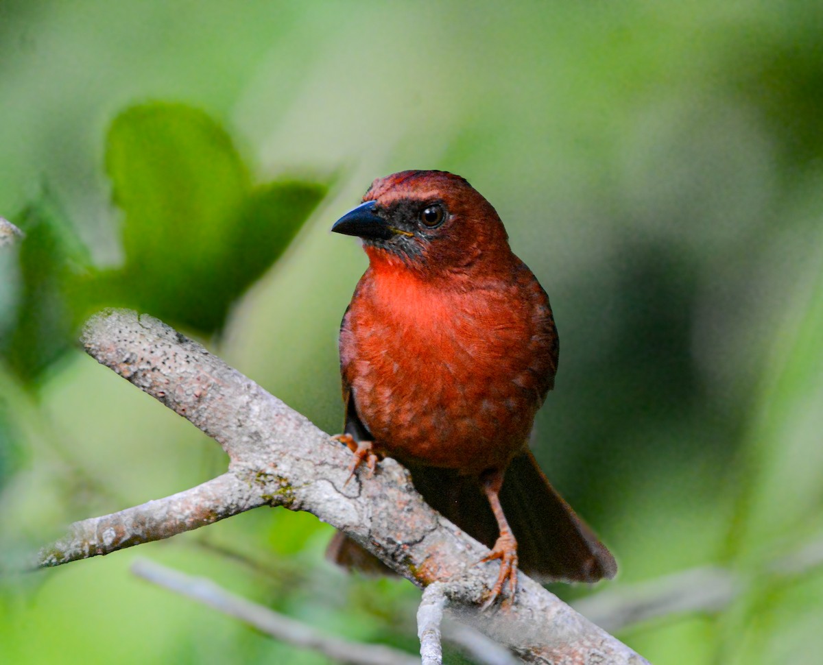 Red-throated Ant-Tanager - ML643190088