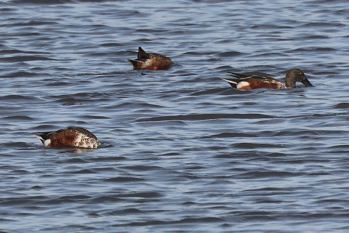 Northern Shoveler - ML643190095