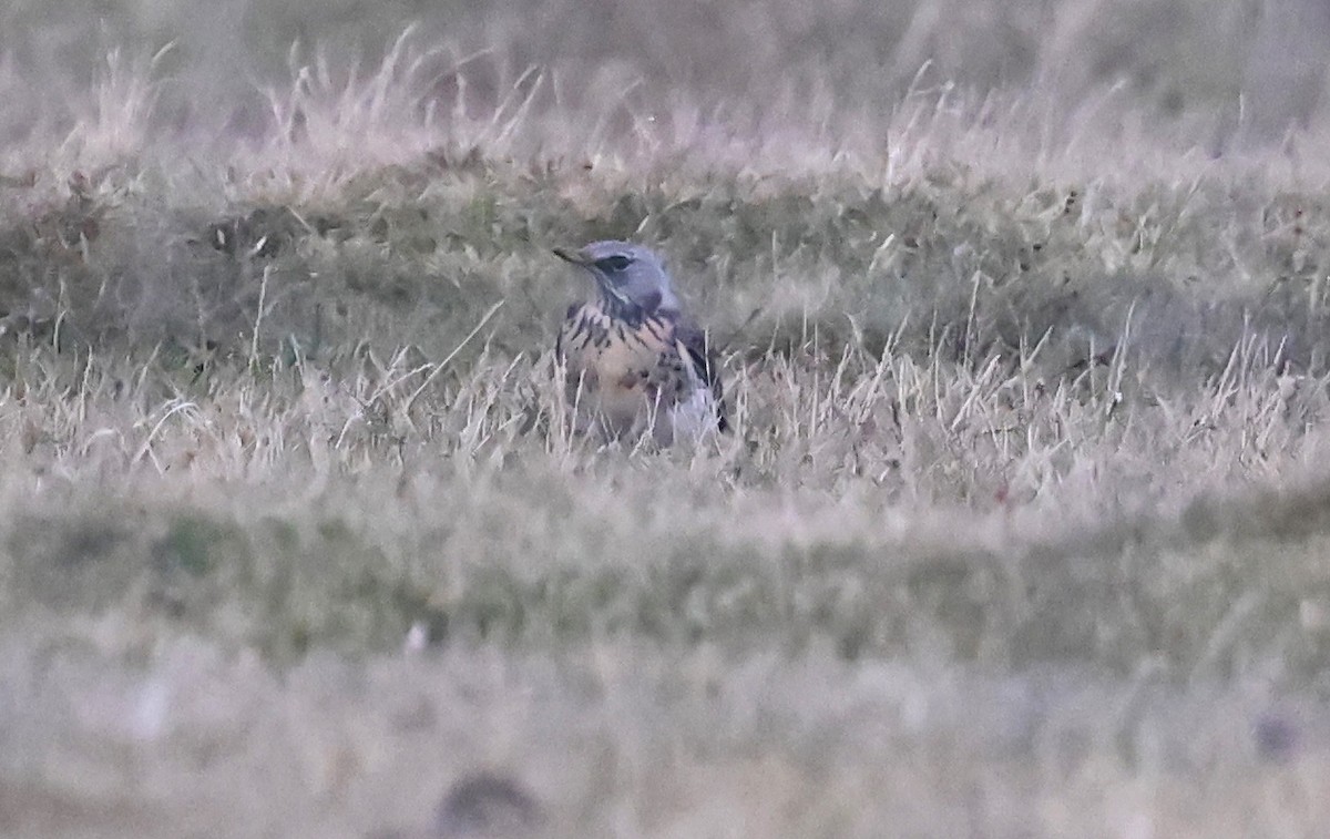 Fieldfare - ML643190105