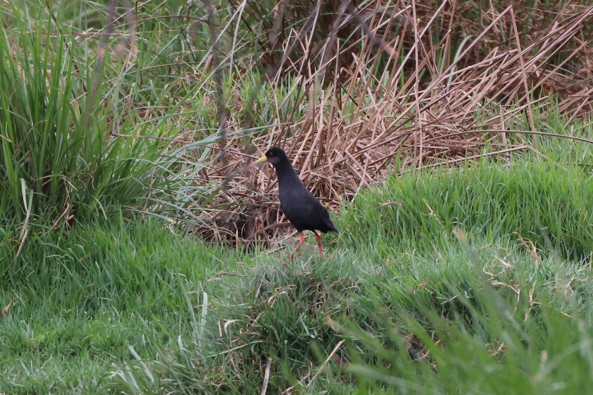 Black Crake - ML643190116
