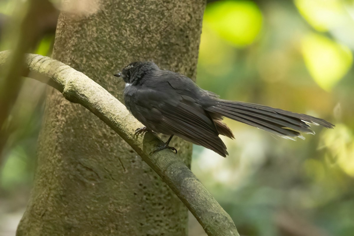 White-throated Fantail - ML643190127