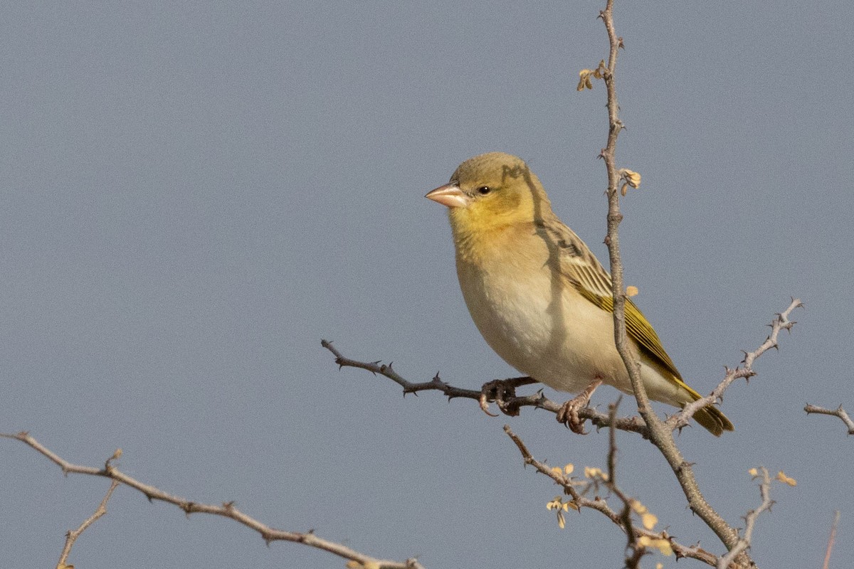 Southern Masked-Weaver - ML643190139