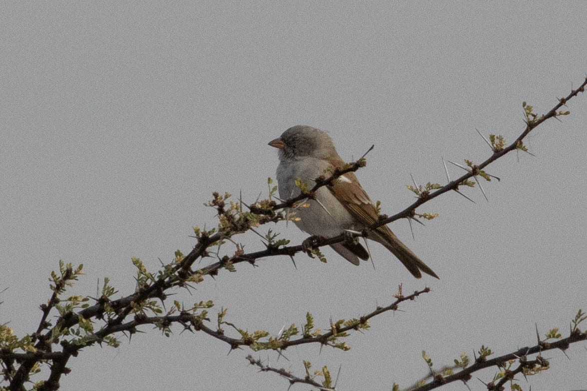 Southern Gray-headed Sparrow - ML643190149