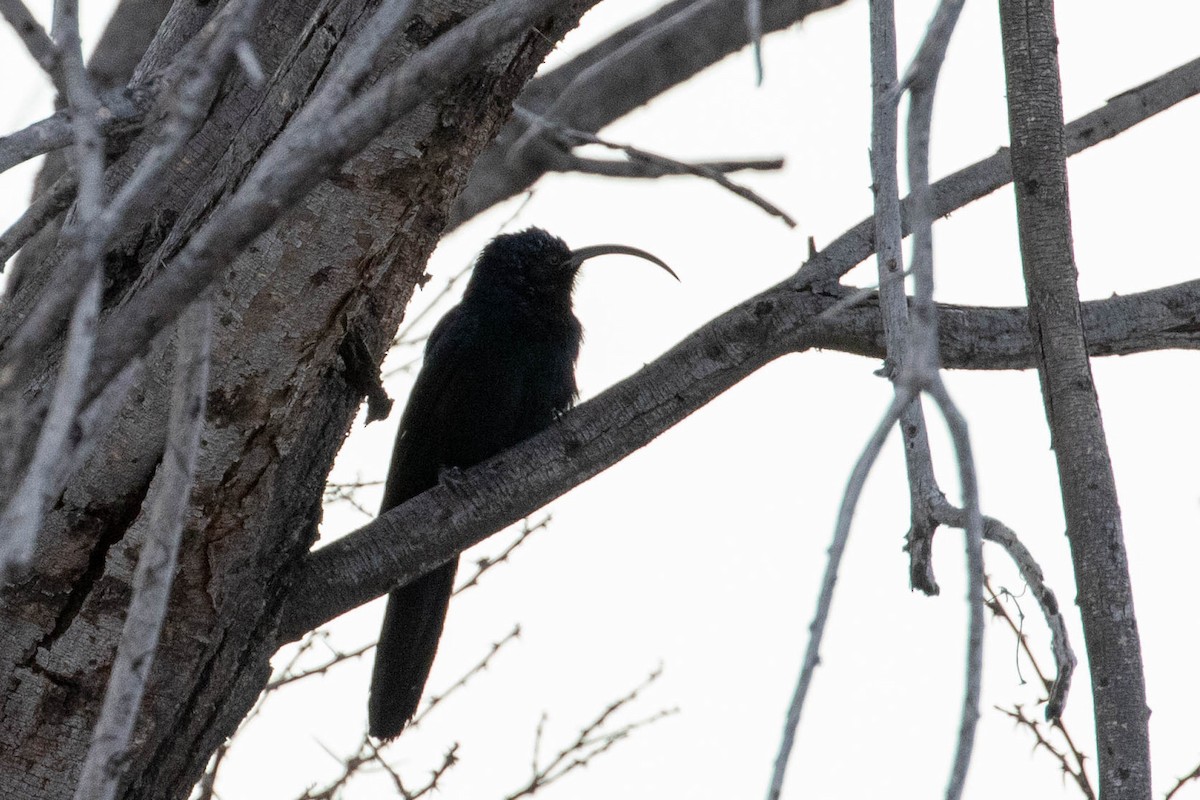 Common Scimitarbill - ML643190169