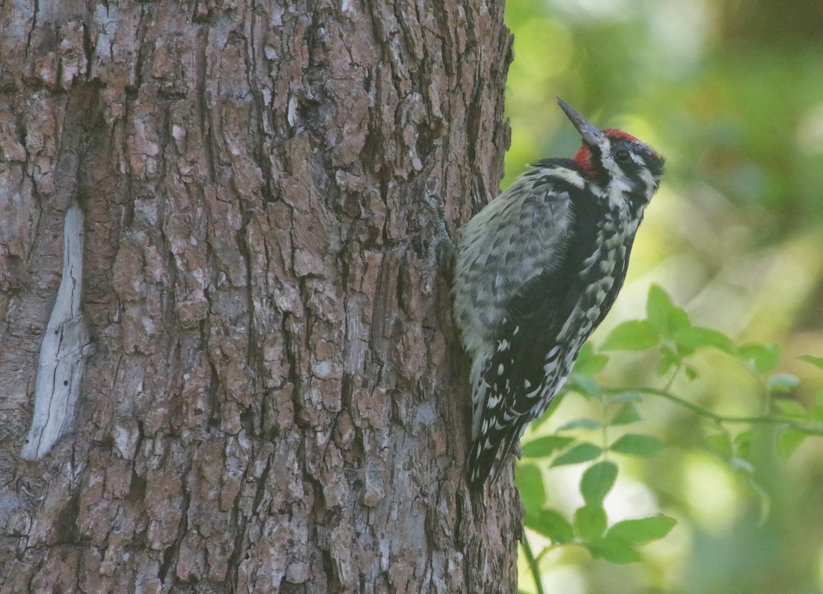 Yellow-bellied Sapsucker - ML643190170