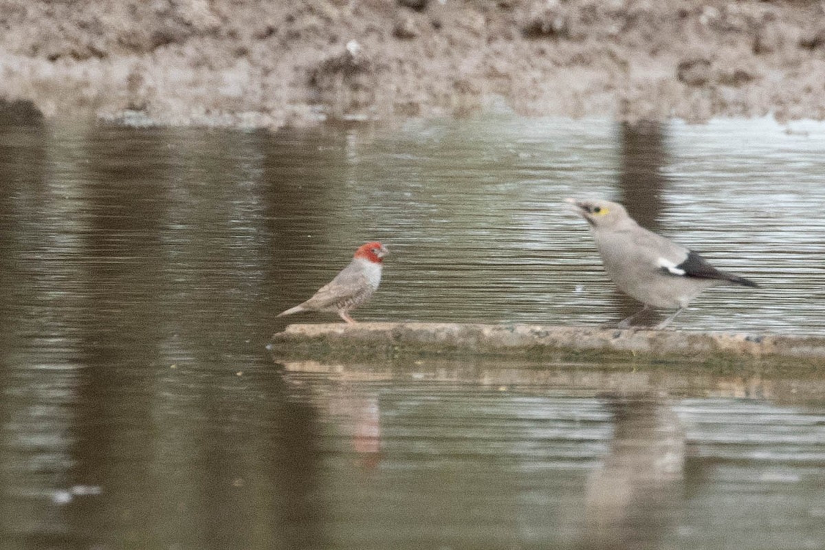 Red-headed Finch - ML643190211