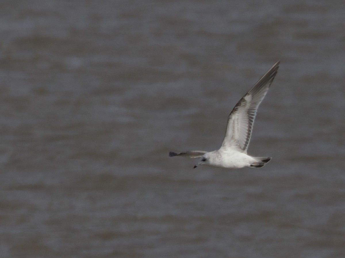 Common Gull - ML643190222