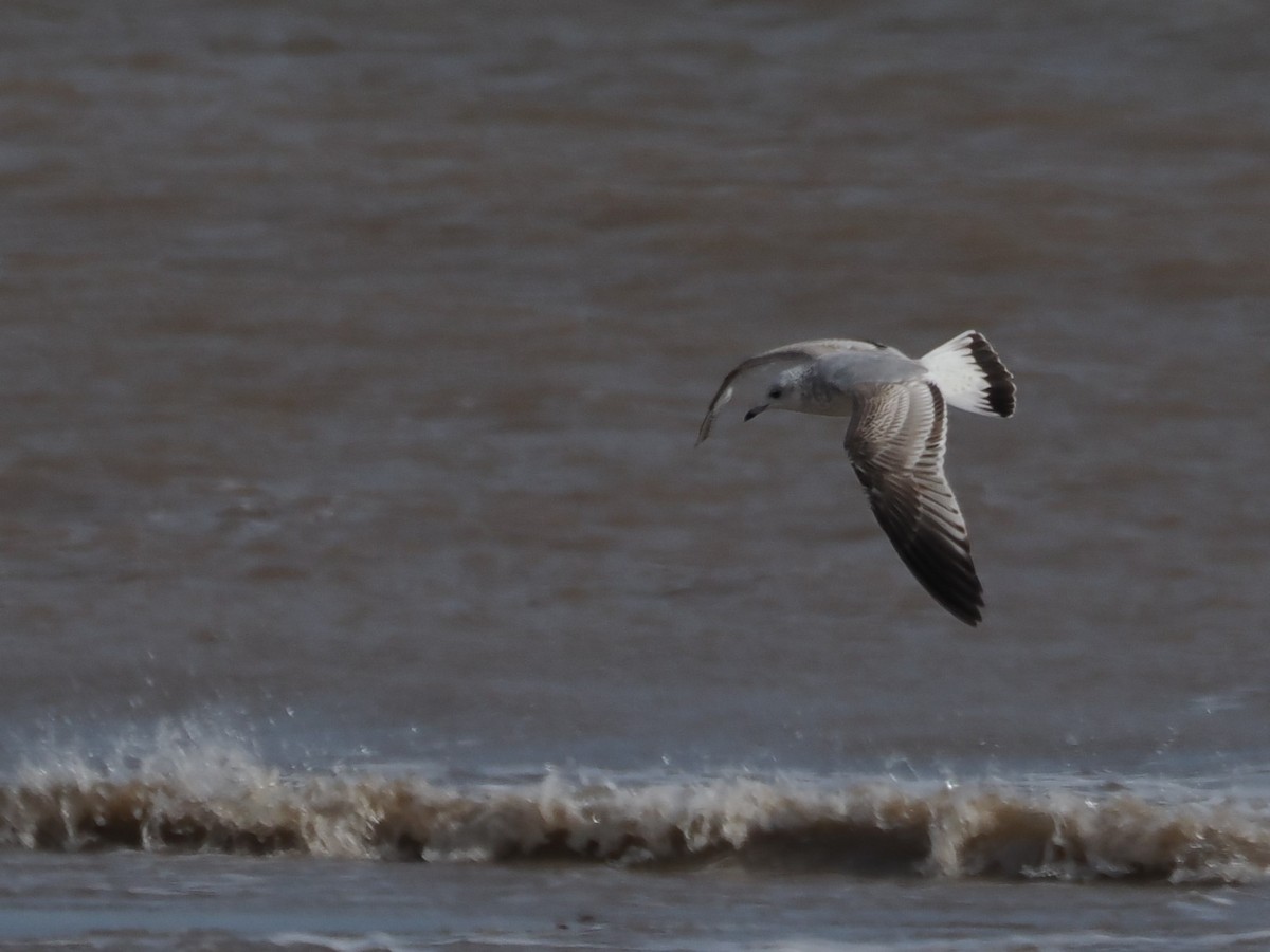 Common Gull - ML643190226
