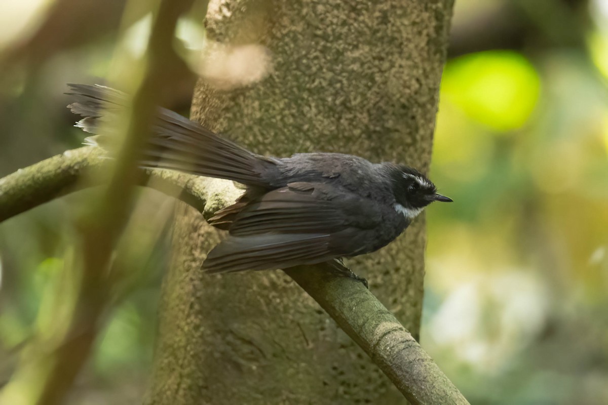White-throated Fantail - ML643190236