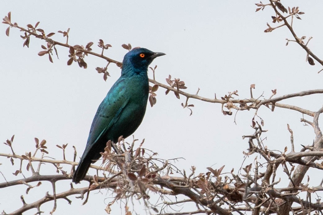 Cape Starling - ML643190244