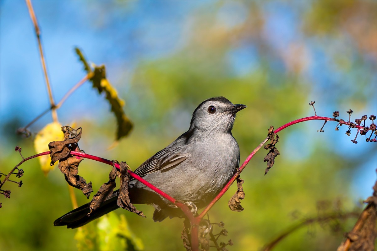 Gray Catbird - ML643190252