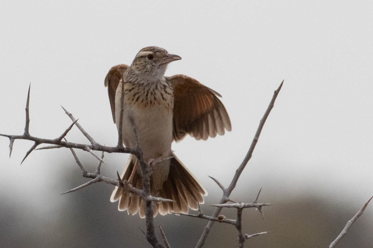 Fawn-colored Lark (Fawn-colored) - ML643190255