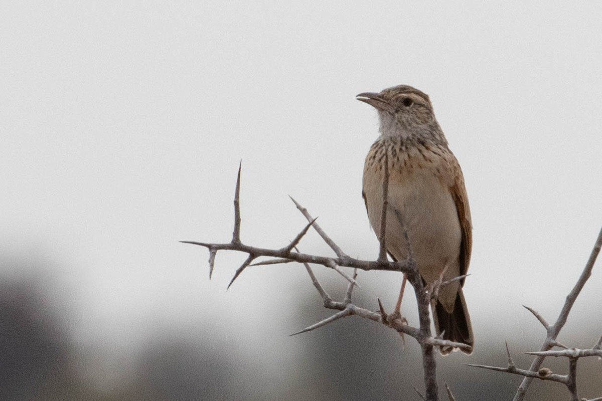 Fawn-colored Lark (Fawn-colored) - ML643190256
