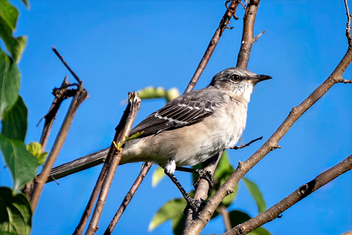 Northern Mockingbird - ML643190259