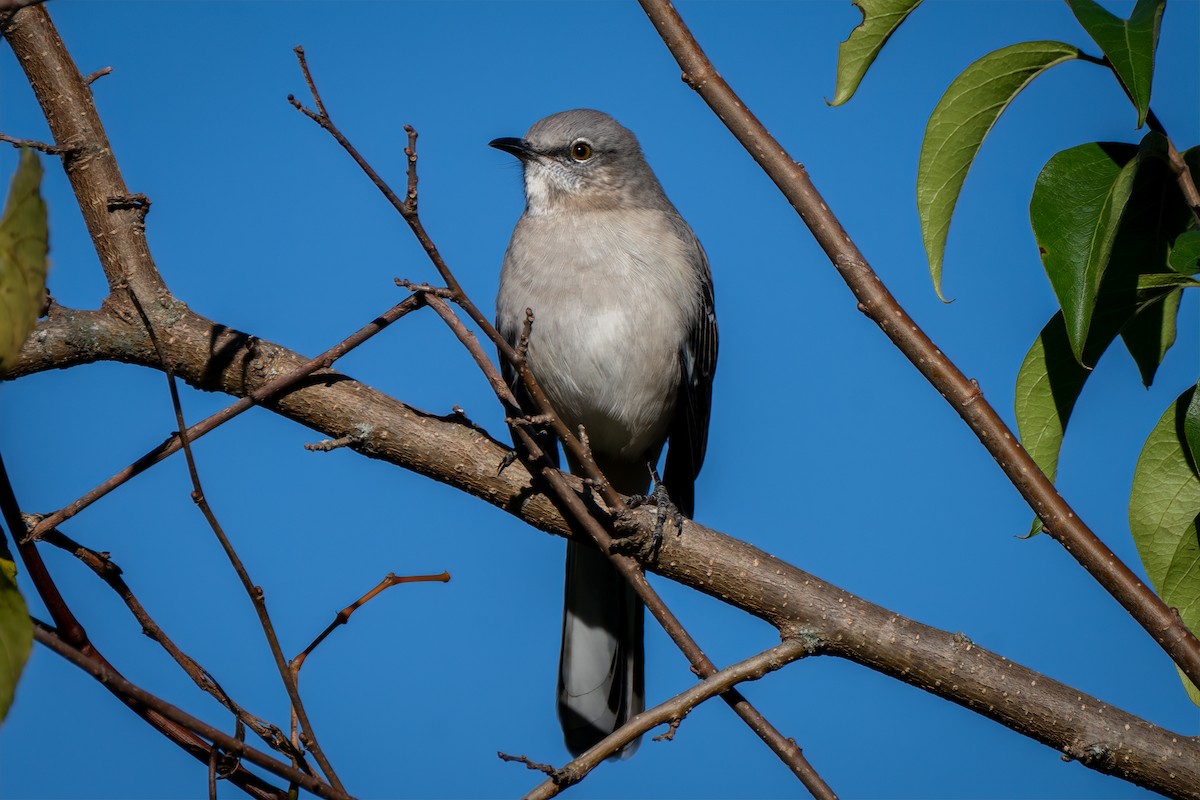 Northern Mockingbird - ML643190260